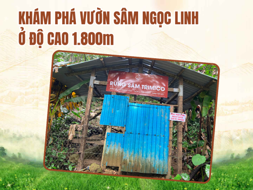 Cận cảnh vườn sâm Ngọc Linh trên đỉnh núi cao 1.800m